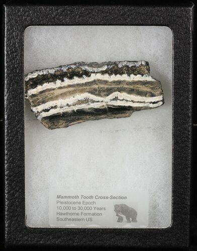 Mammoth Molar Slice With Case - South Carolina #58322